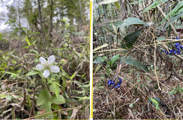 凝心聚力再出發，風雨同舟赴星溪！--廣東博皓2024龍年首登星溪之旅     -5